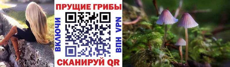 закладки  Павлово  Псилоцибиновые грибы GOLDEN TEACHER 